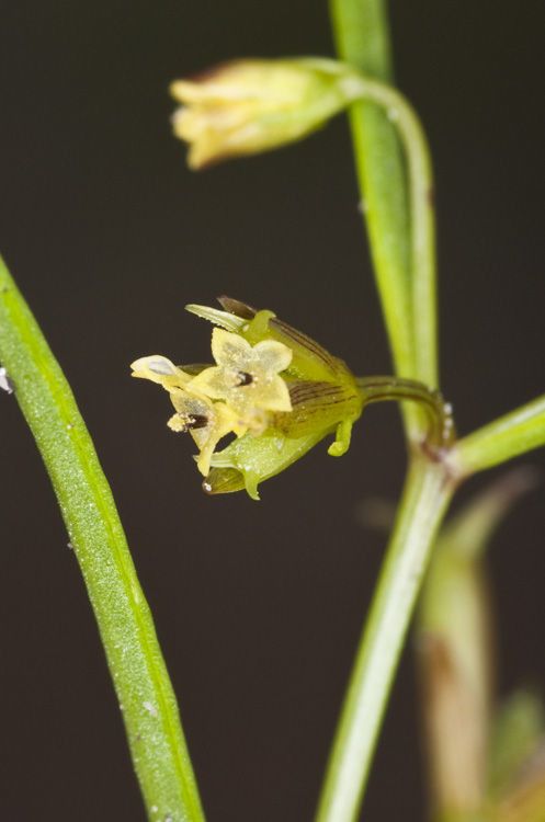 Dicranocarpus parviflorus — houseplant care guide