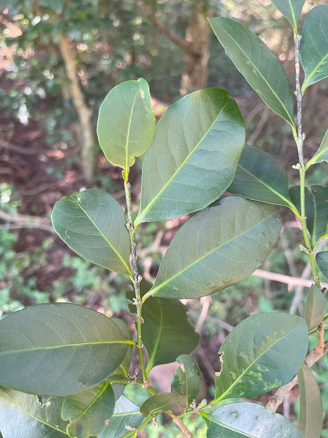 Suregada procera — houseplant care guide