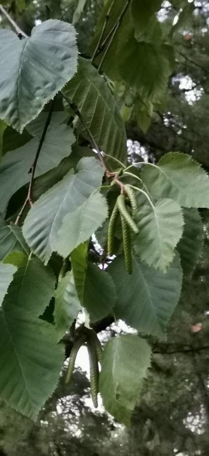 Betula maximowicziana fruit