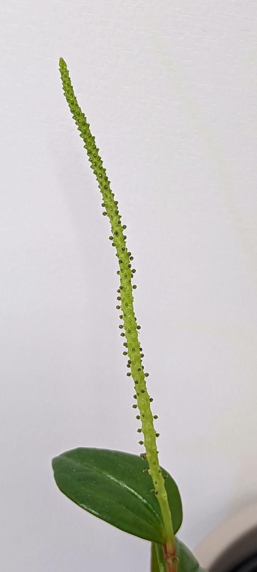 Peperomia mariannensis fruit