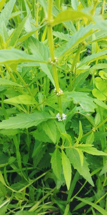 Lycopus uniflorus bark