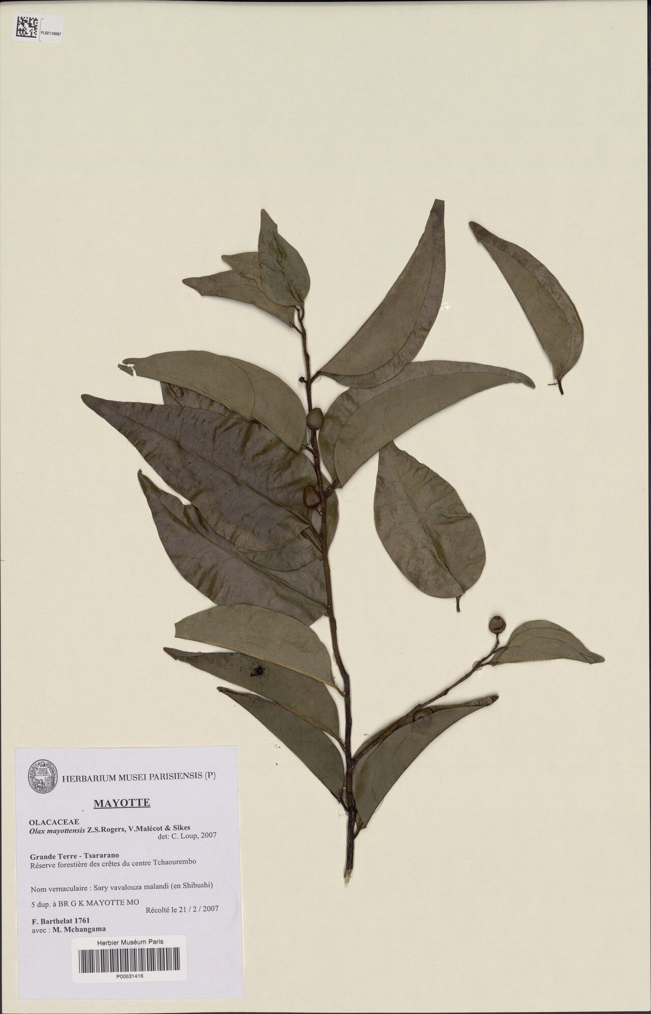 Olax mayottensis — houseplant care guide