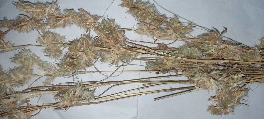 Cymbopogon jwarancusa habit