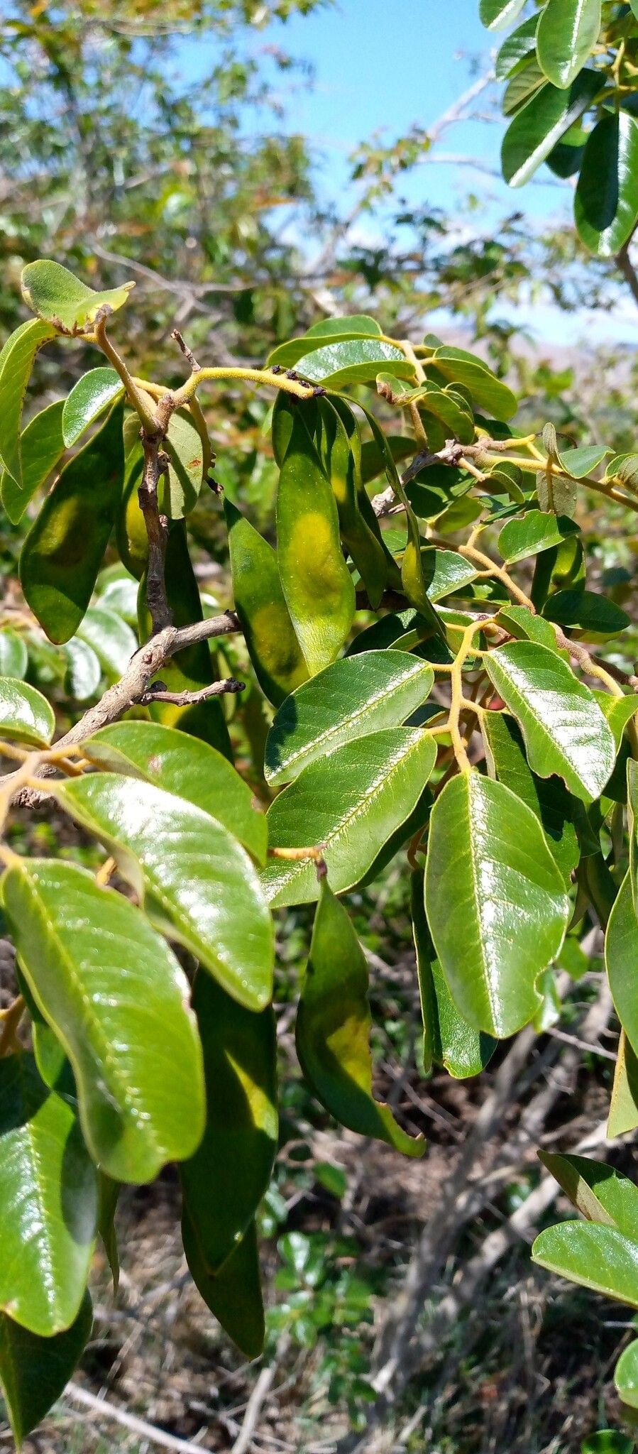 Dalbergia chermezonii — houseplant care guide