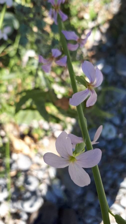 Moricandia sinaica flower