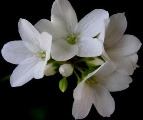 Pelargonium cotyledonis flower