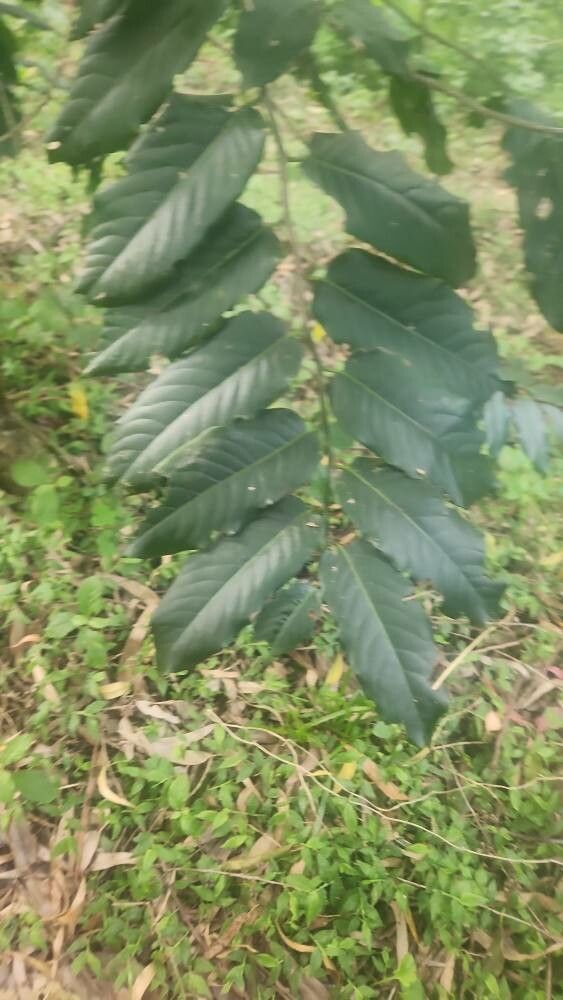 Casearia battiscombei — houseplant care guide