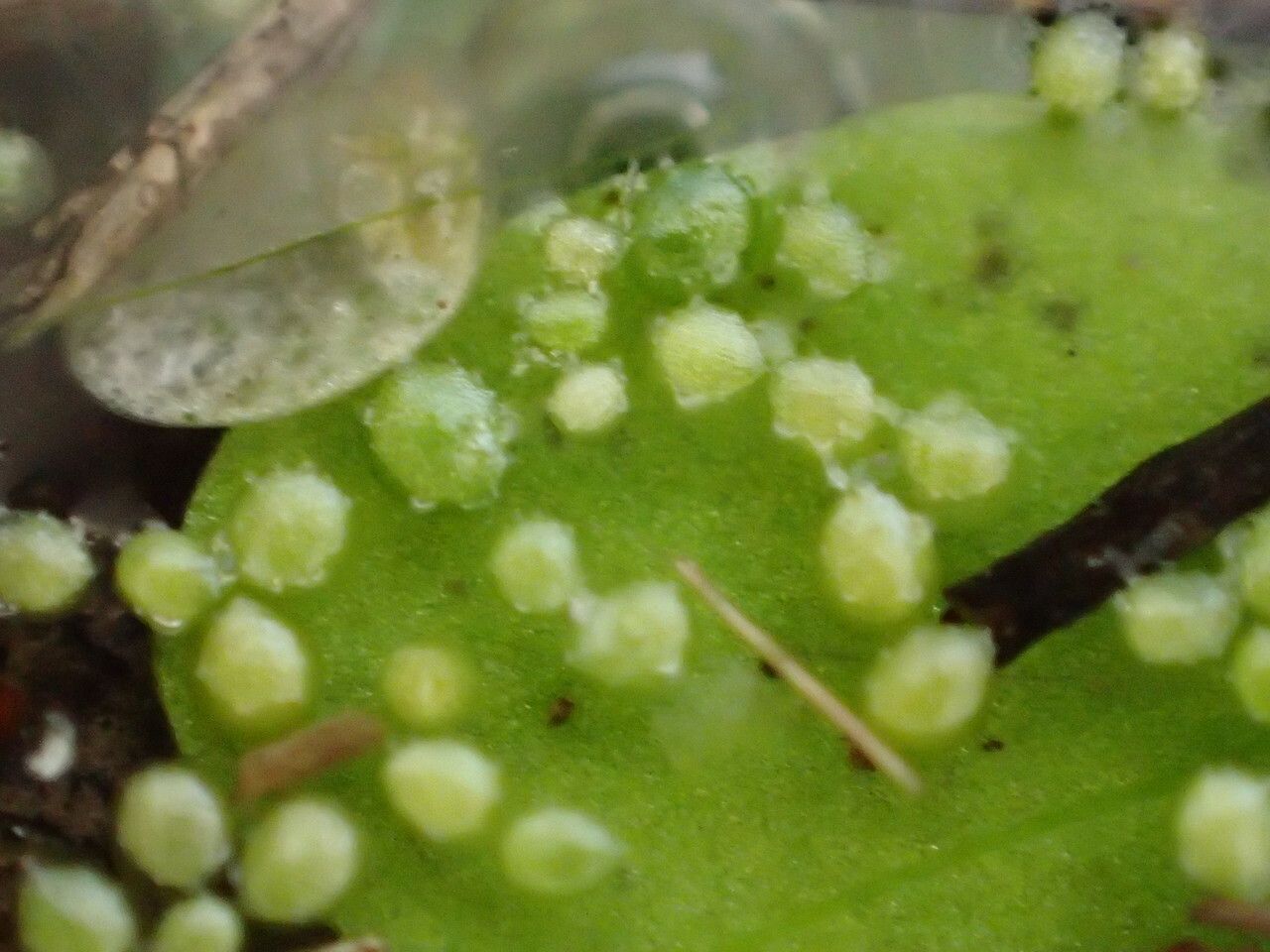 Wolffia arrhiza leaf