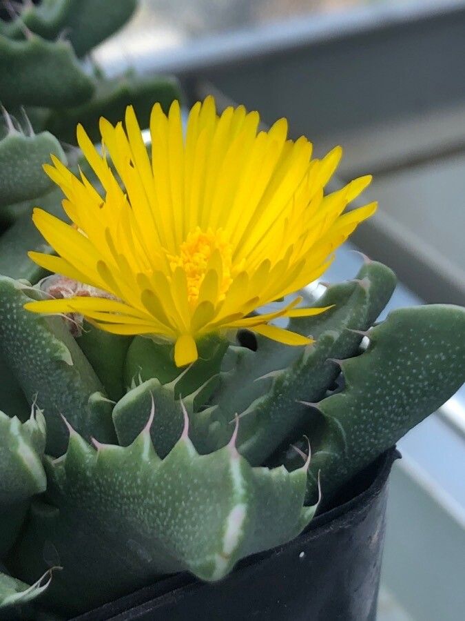 Faucaria felina flower