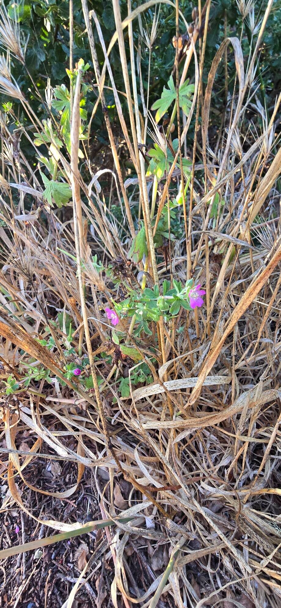 Geranium core-core habit