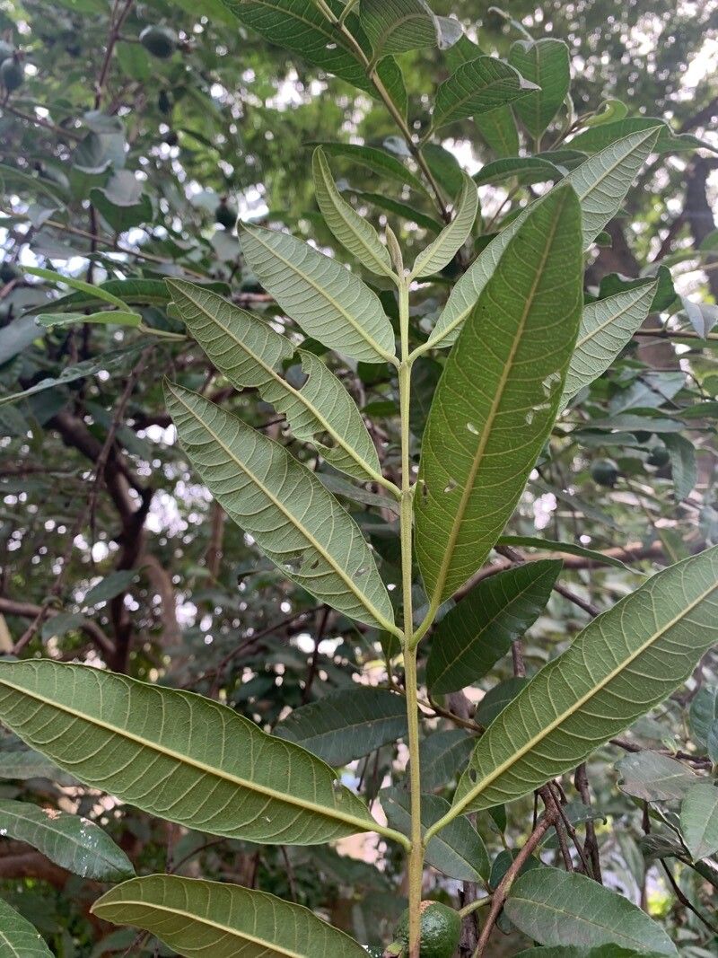 Psidium striatulum leaf