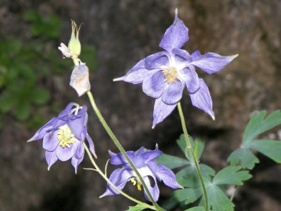 Aquilegia champagnatii other