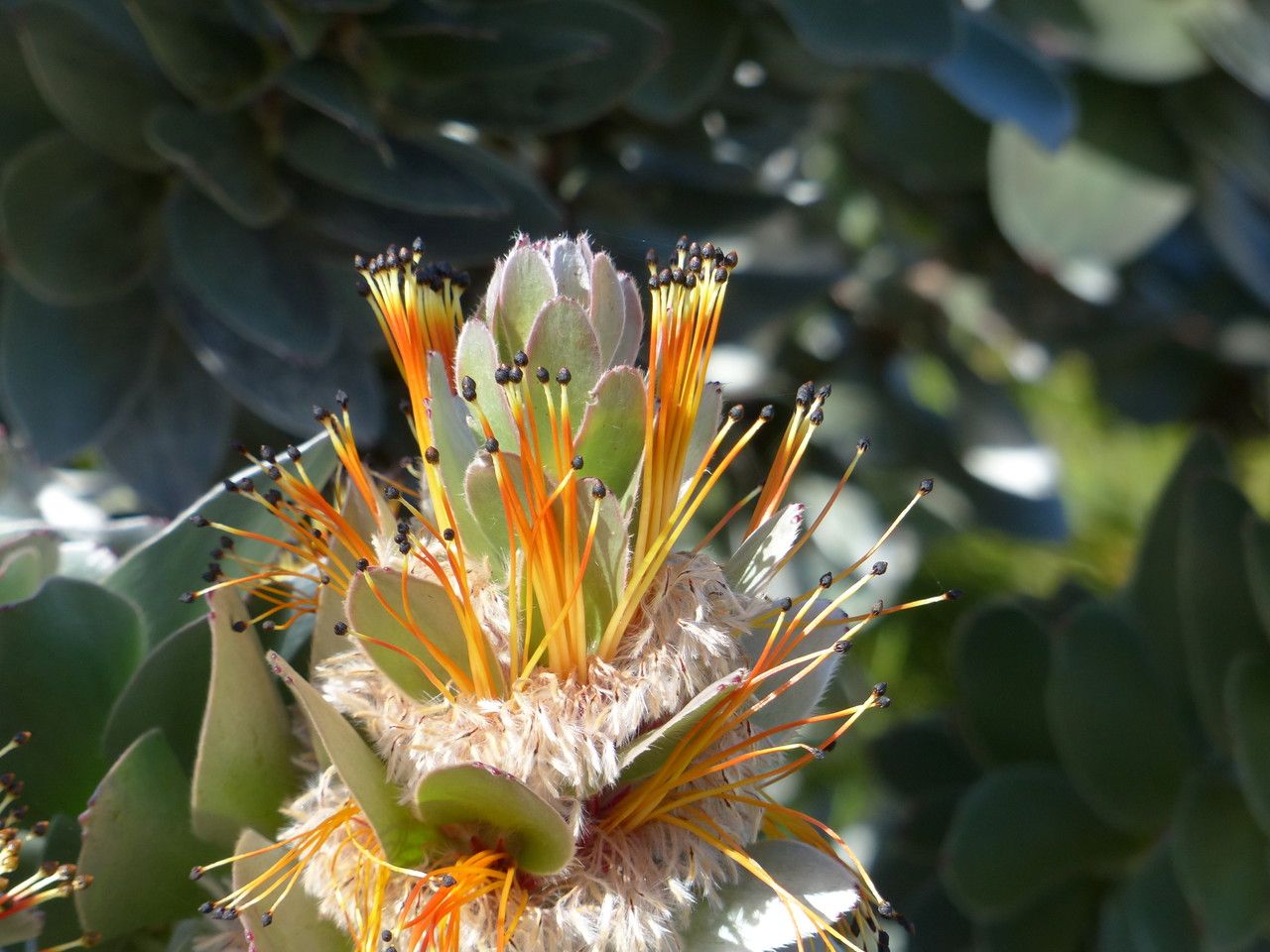Mimetes hottentoticus — related species from the same genus
