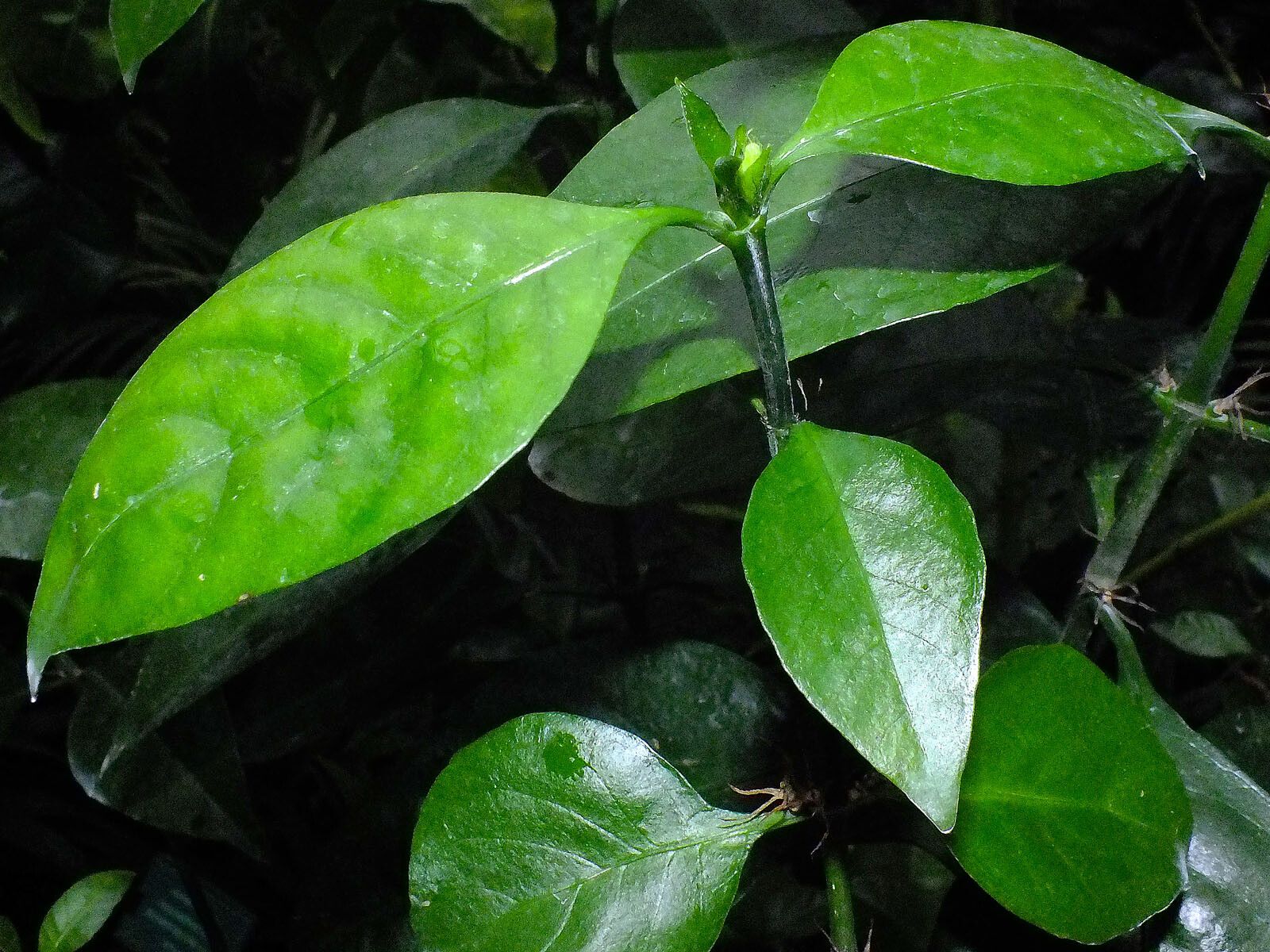 Justicia trichotoma leaf