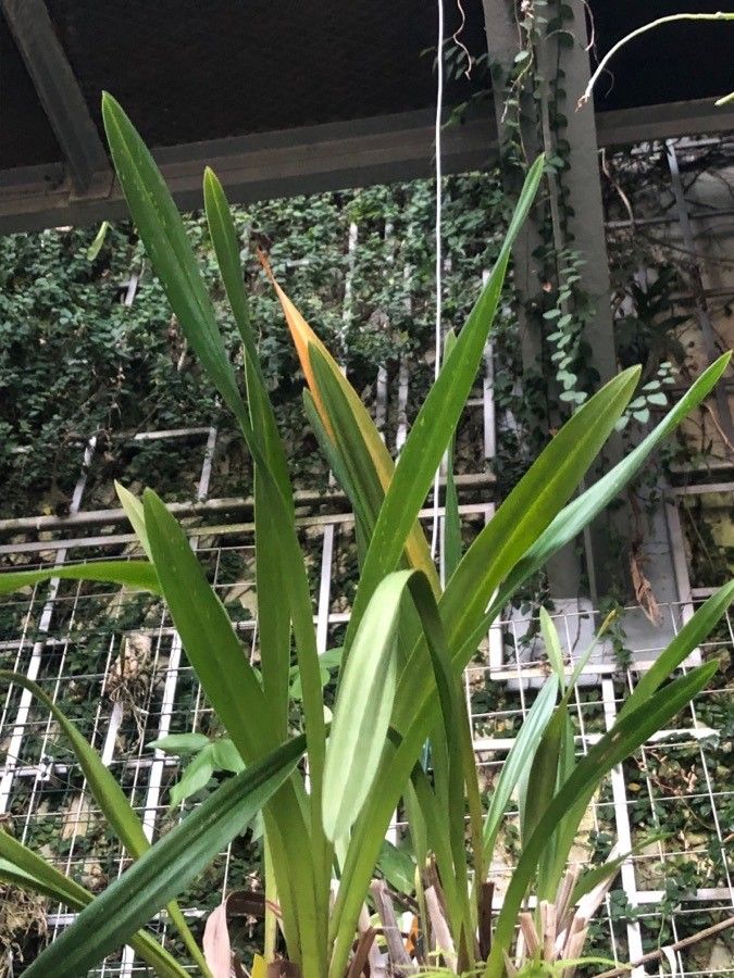 Cymbidium aloifolium — related species from the same genus