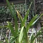 Cymbidium aloifolium