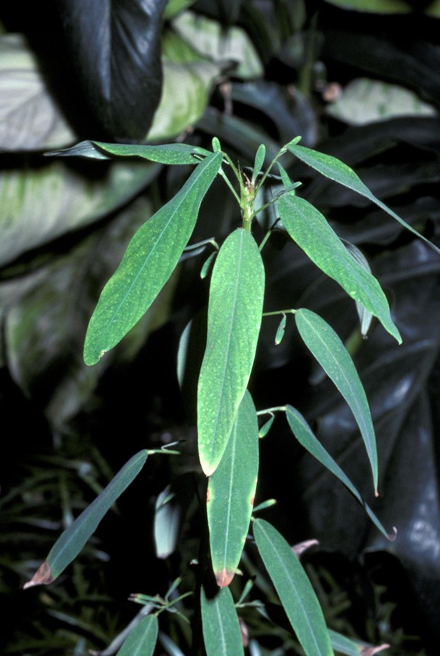 Codariocalyx gyroides — related species from the same genus