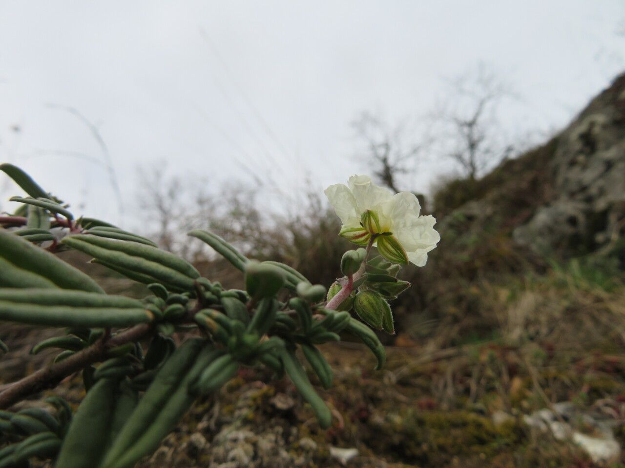 Helianthemum apenninum leaf