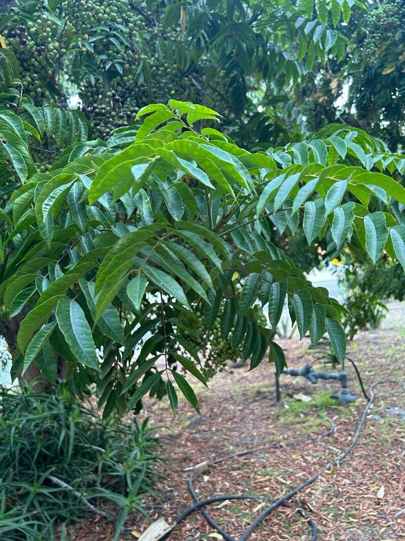 Rhodosphaera rhodanthema — search result for 'Anacardiaceae'