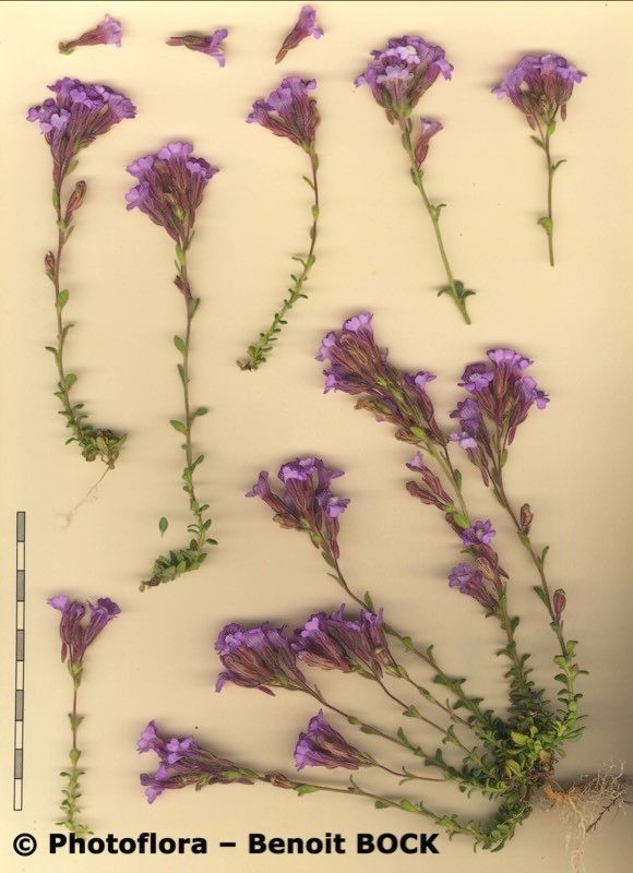 Chaenorhinum macropodum other