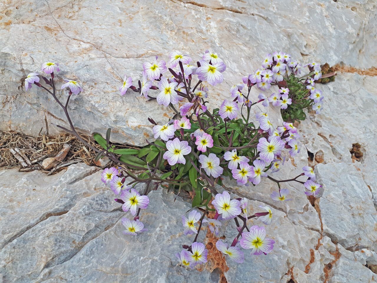 Malcolmia flexuosa habit
