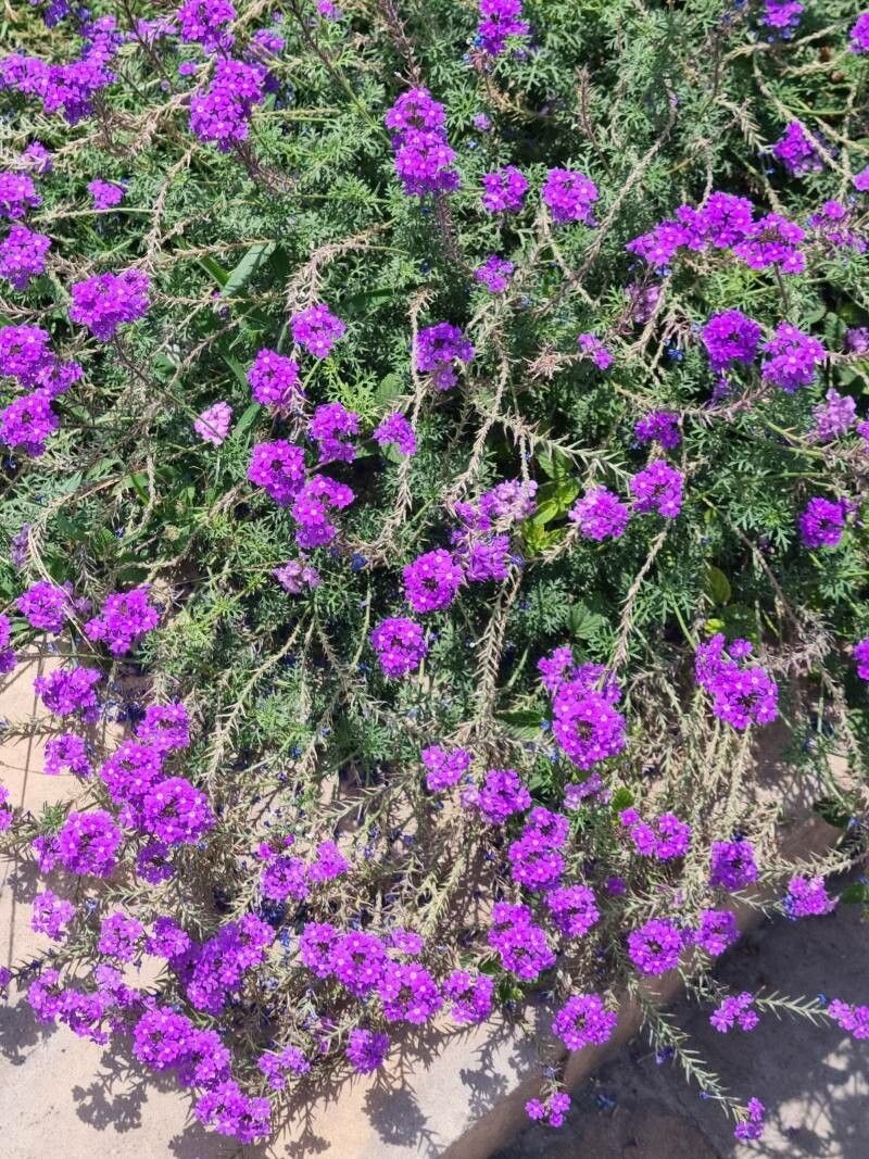 Verbena tenera — houseplant care guide