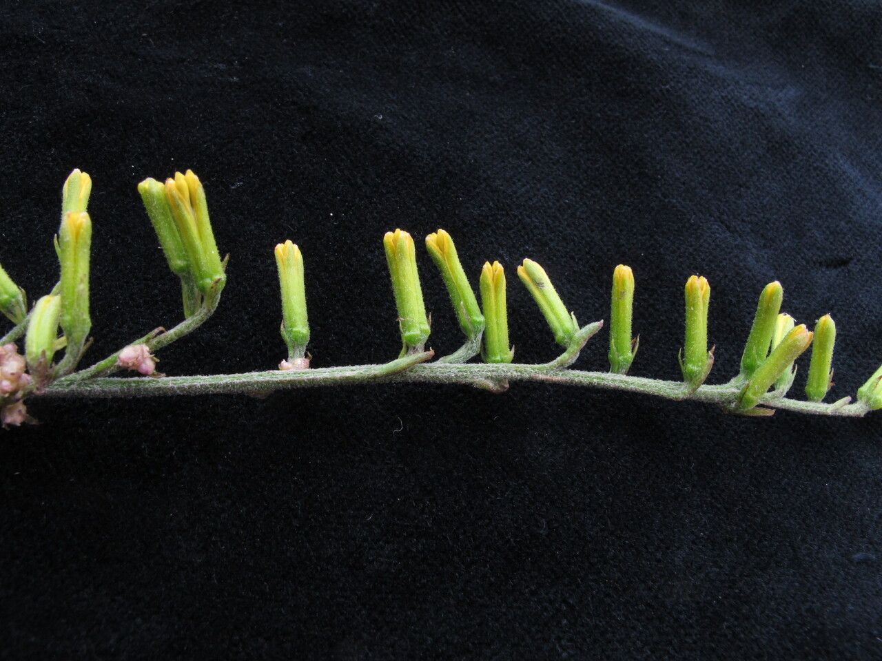 Parasenecio quinquelobus habit