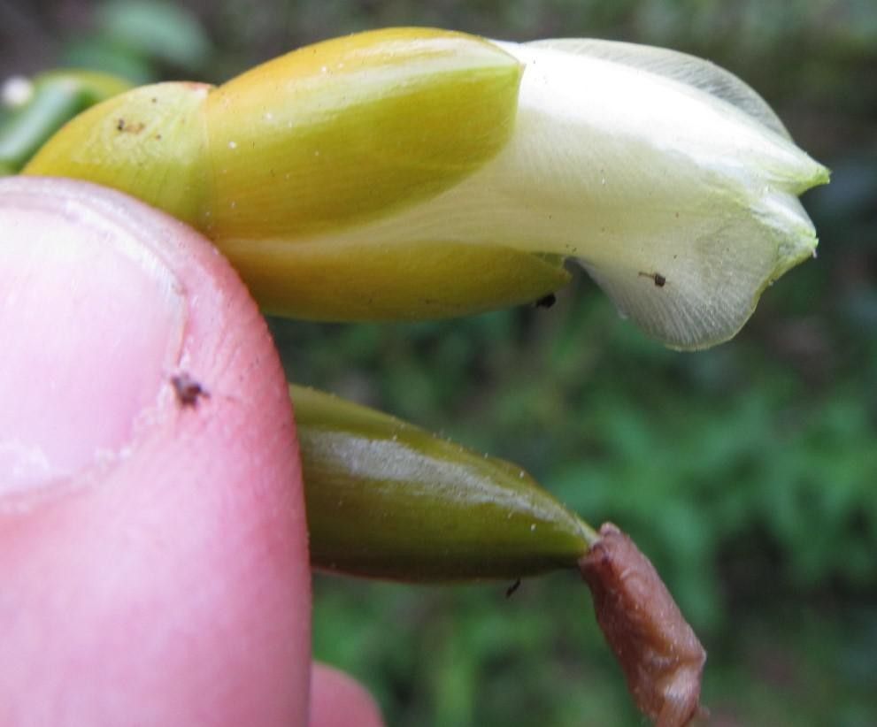 Werauhia greenbergii other