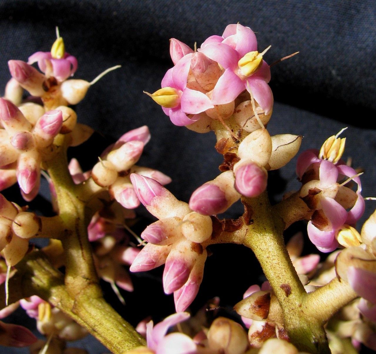 Ardisia furfuracea flower