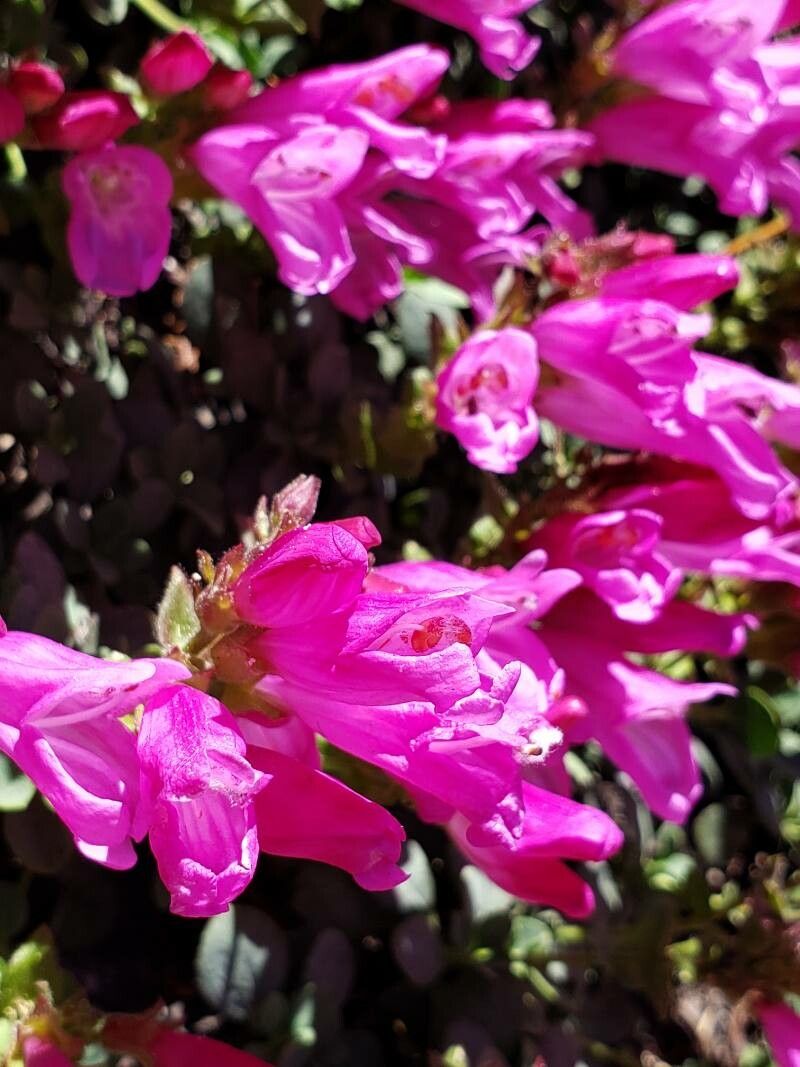 Penstemon rupicola — search result for 'Penstemon'