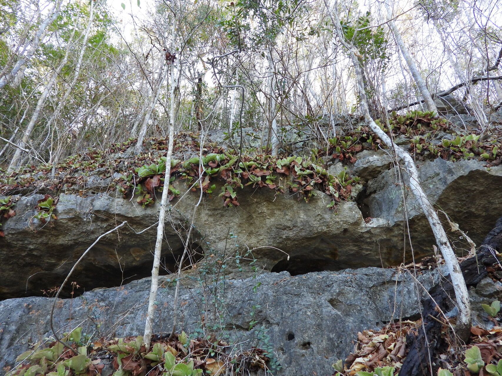 Kalanchoe berevoensis habit