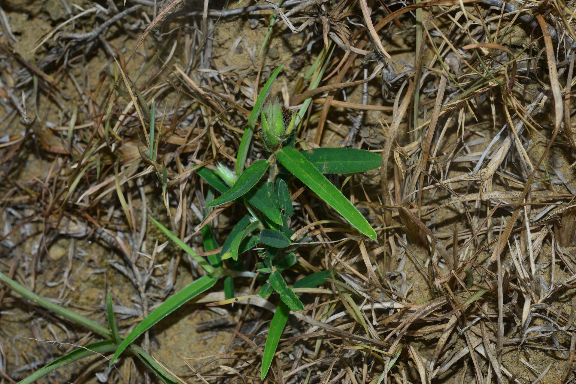 Crotalaria calycina habit