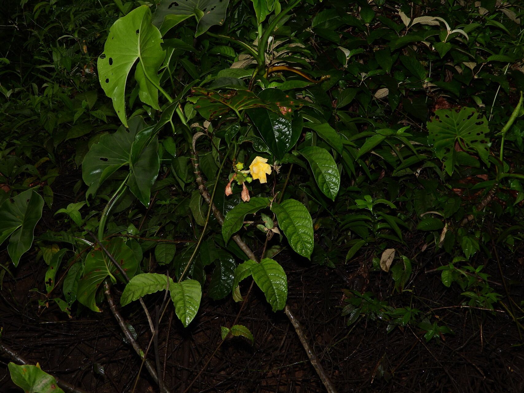Mandevilla symphytocarpa habit