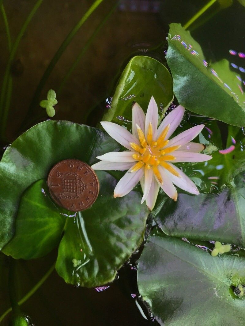 Nymphaea thermarum flower
