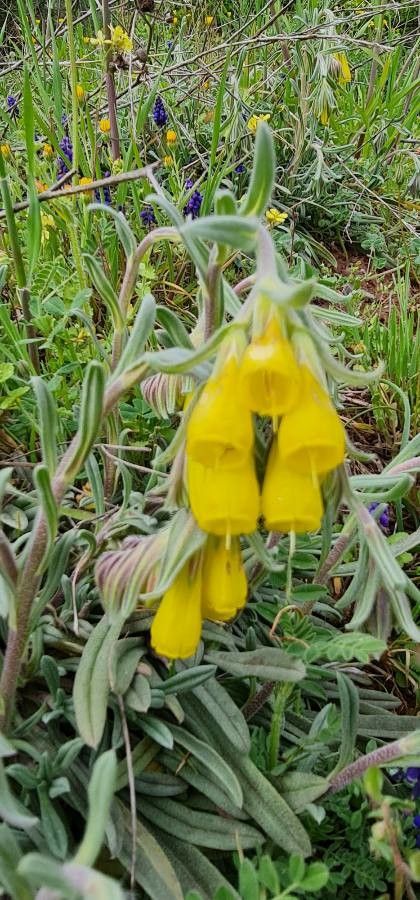 Onosma arenaria flower