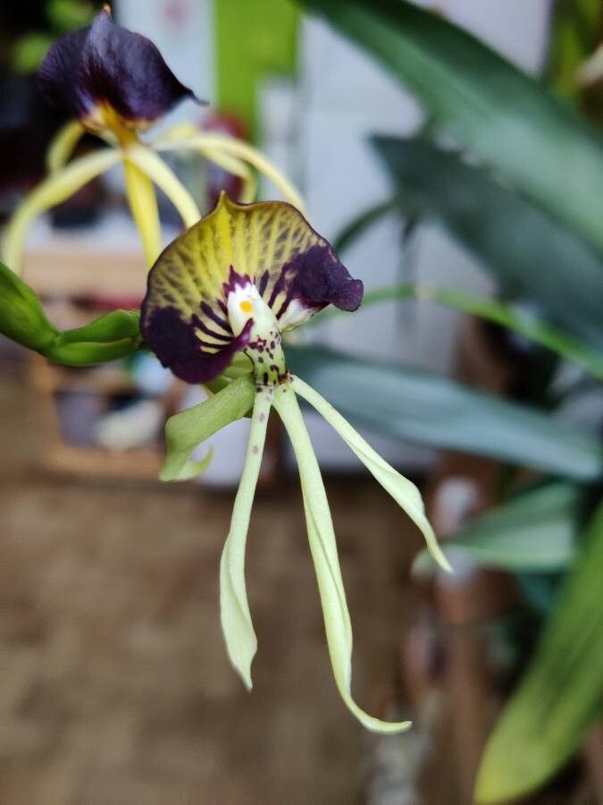 Prosthechea cochleata flower