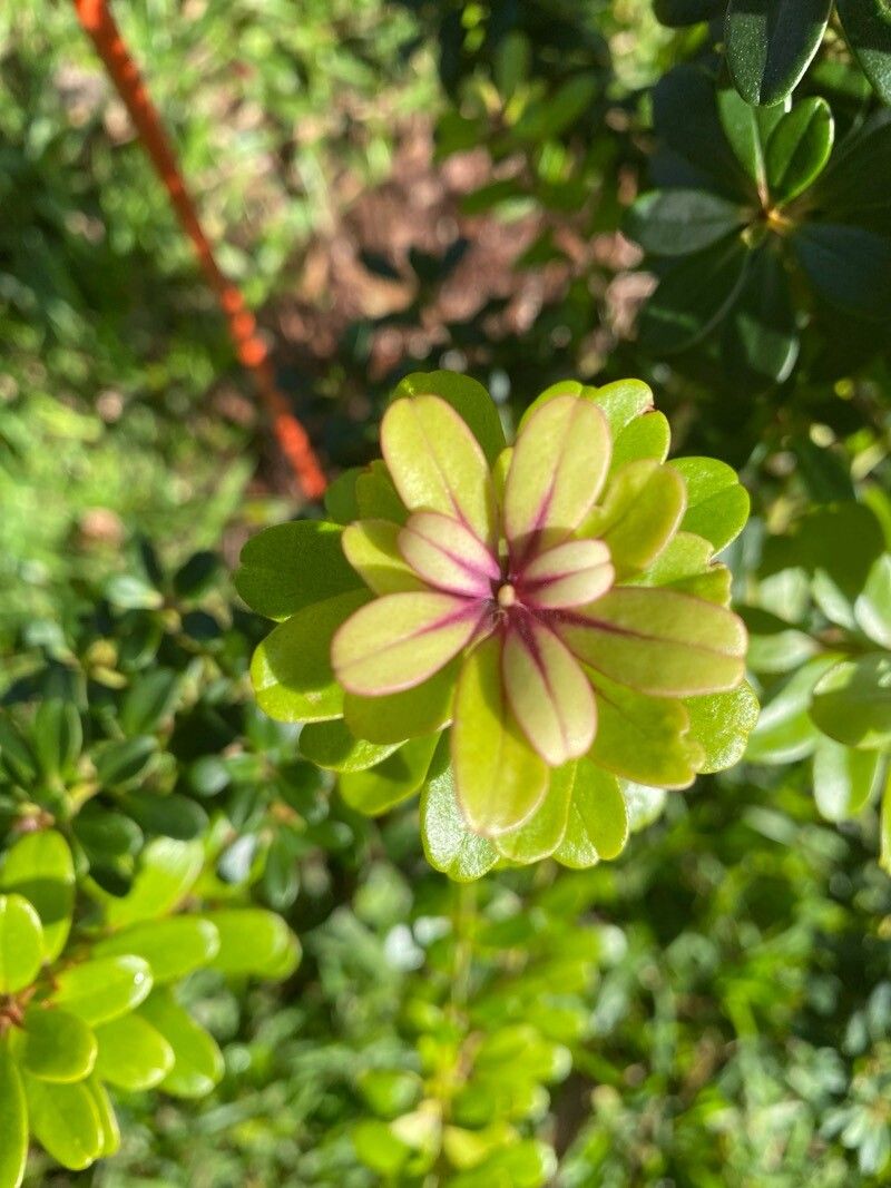 Myrsine sandwicensis leaf