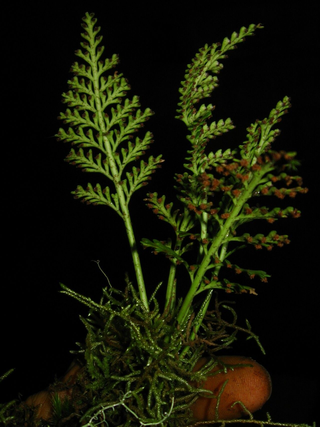 Asplenium theciferum — search result for 'Asplenium'