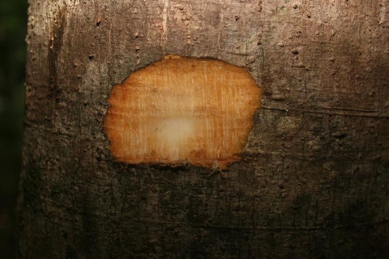 Schefflera decaphylla other