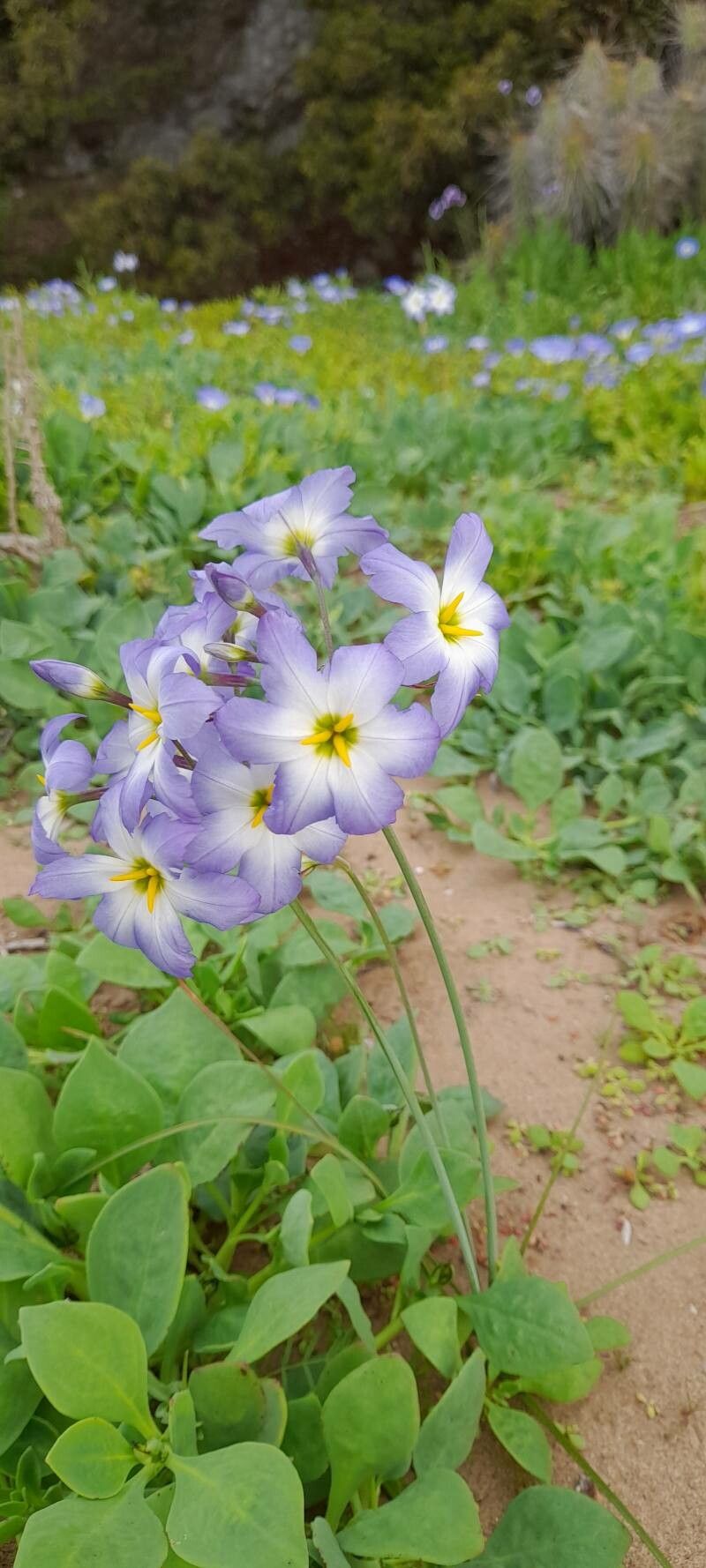 Leucocoryne coquimbensis flower