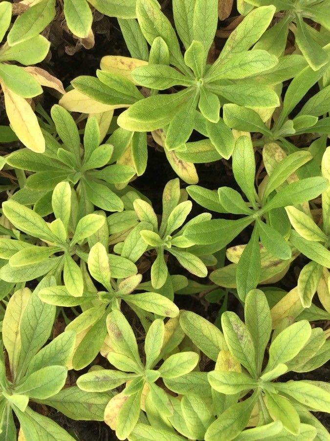 Pterocephalus virens — houseplant care guide