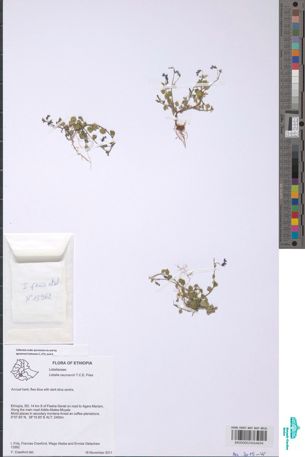 Lobelia neumannii — houseplant care guide