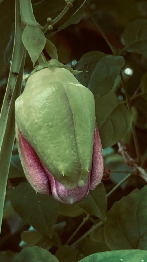 Passiflora quadrangularis fruit