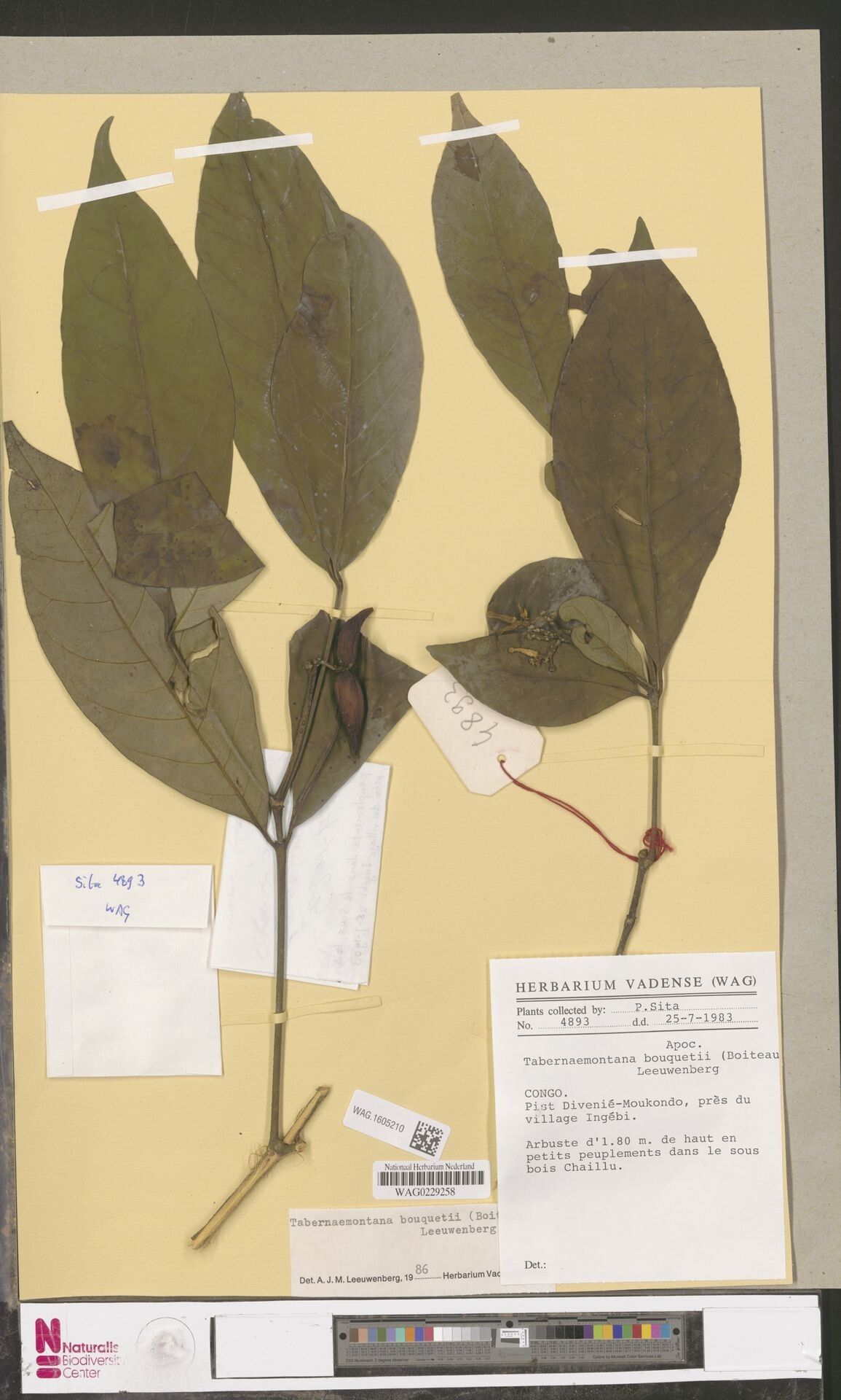 Tabernaemontana bouquetii — search result for 'Tabernaemontana'