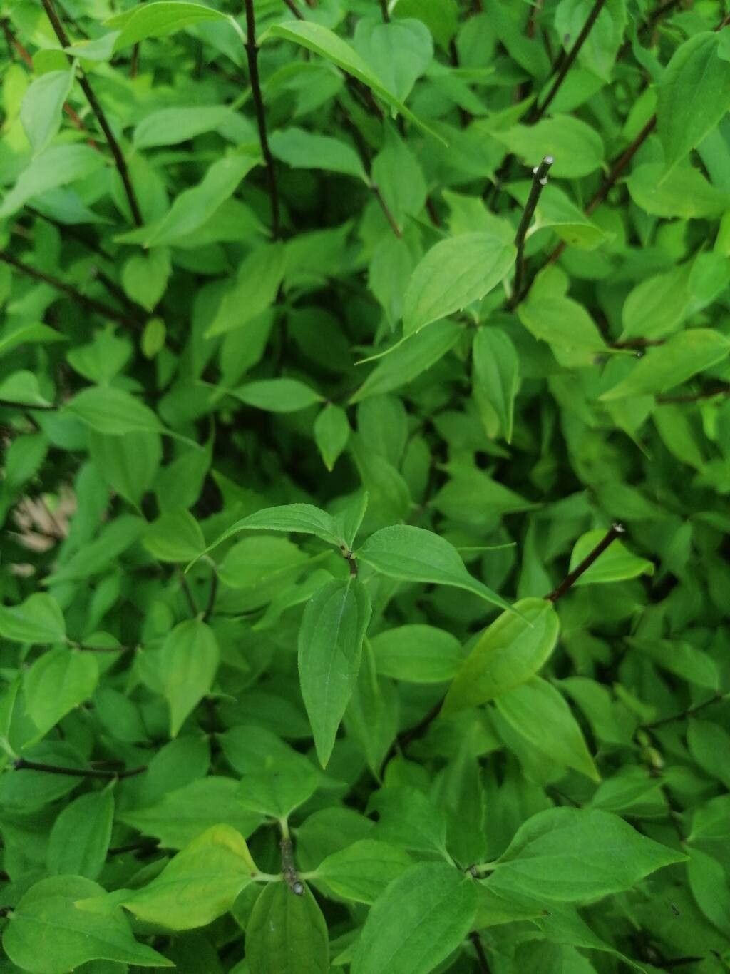 Philadelphus × lemoinei — houseplant care guide