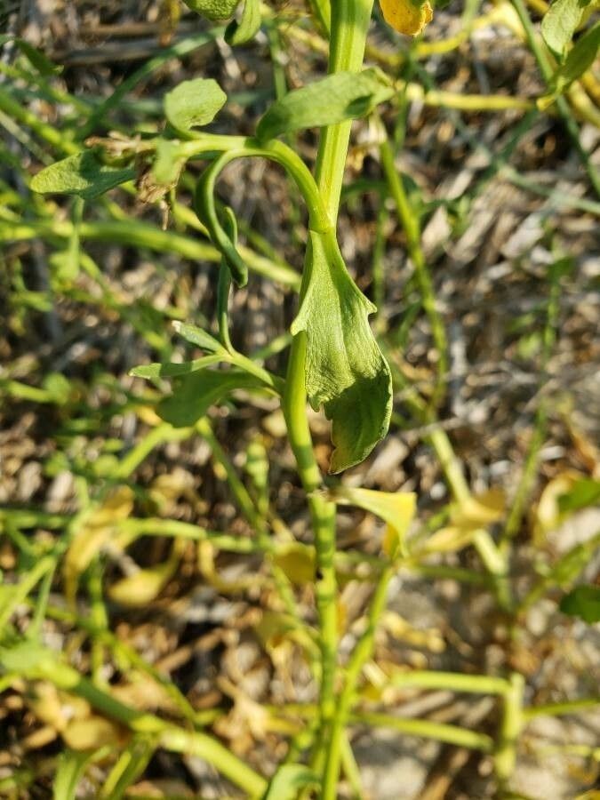 Cakile edentula — salt tolerant houseplant