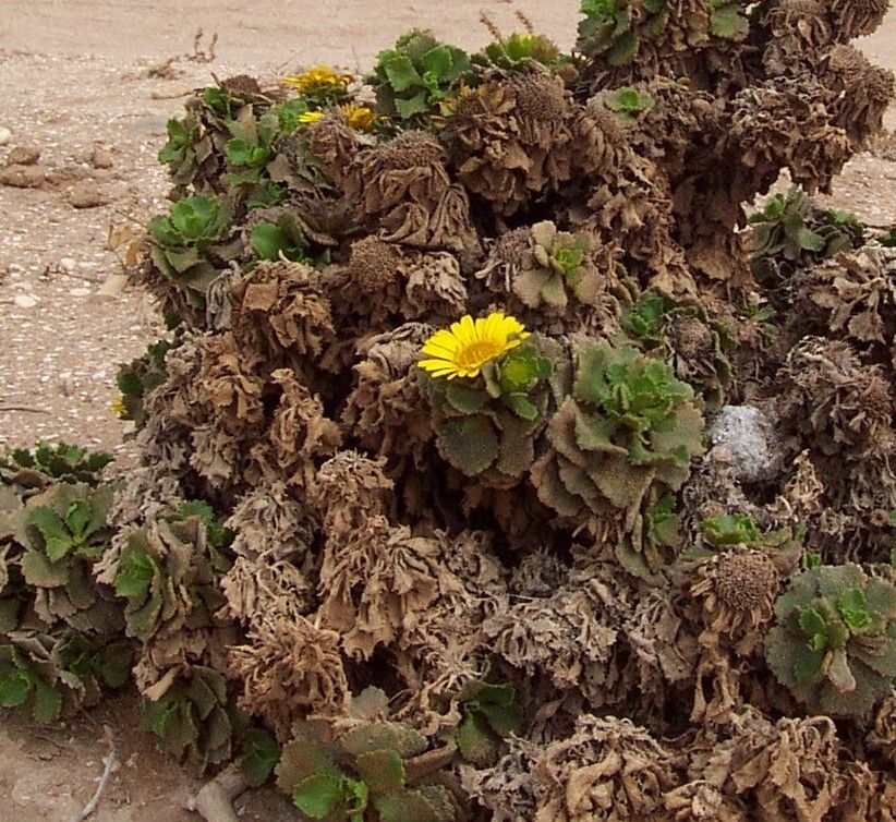 Asteriscus imbricatus — related species from the same genus