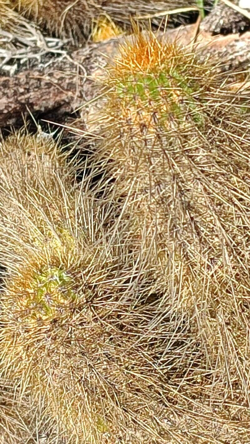 Soehrensia huascha bark