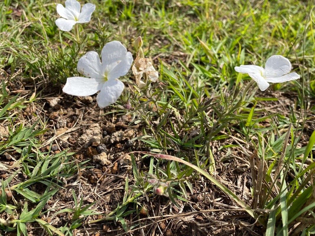 Cycnium tubulosum habit