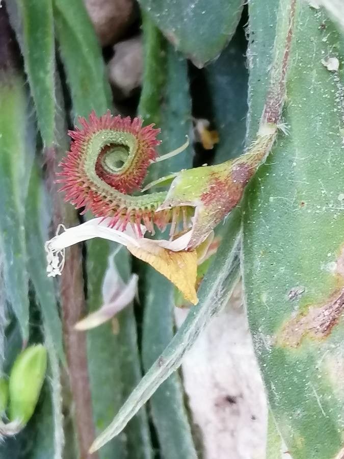 Scorpiurus sulcatus fruit
